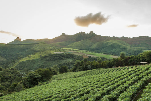Brazil Fazenda Bom Jardin 1kg