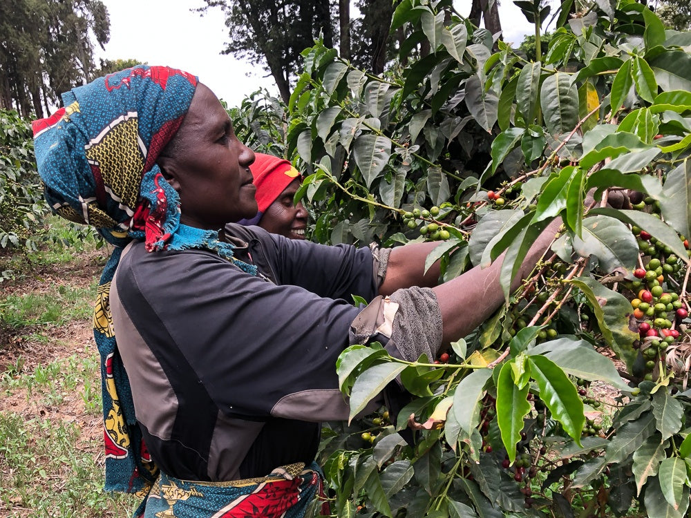 Tanzania Kilamanjaro Plantation 500g Sydney Coffee Roasters