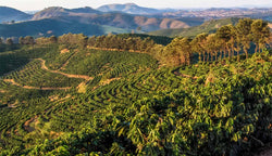 Brazil Fazenda Sao Francisco  500g