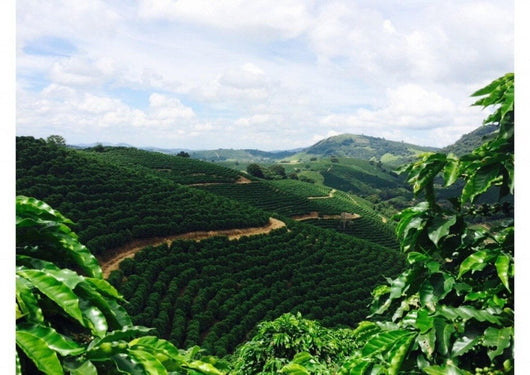 Brazil Rainforest Alliance Montanari Cerrado  1kg