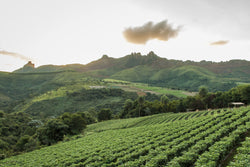 Brazil Fazenda Bom Jardin 1kg