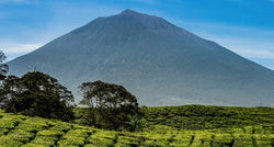 Bali Gunung Batur 1kg