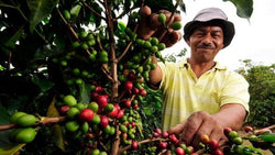Colombia La Union Narino Supremo 500g