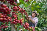 Guatemala La Morena 1kg